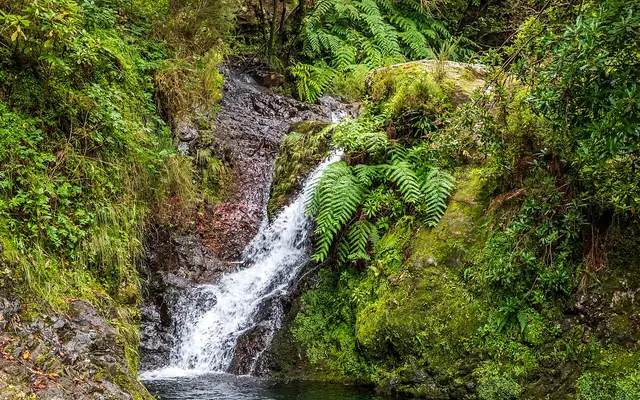 Pădurea Laurisilva, Madeira